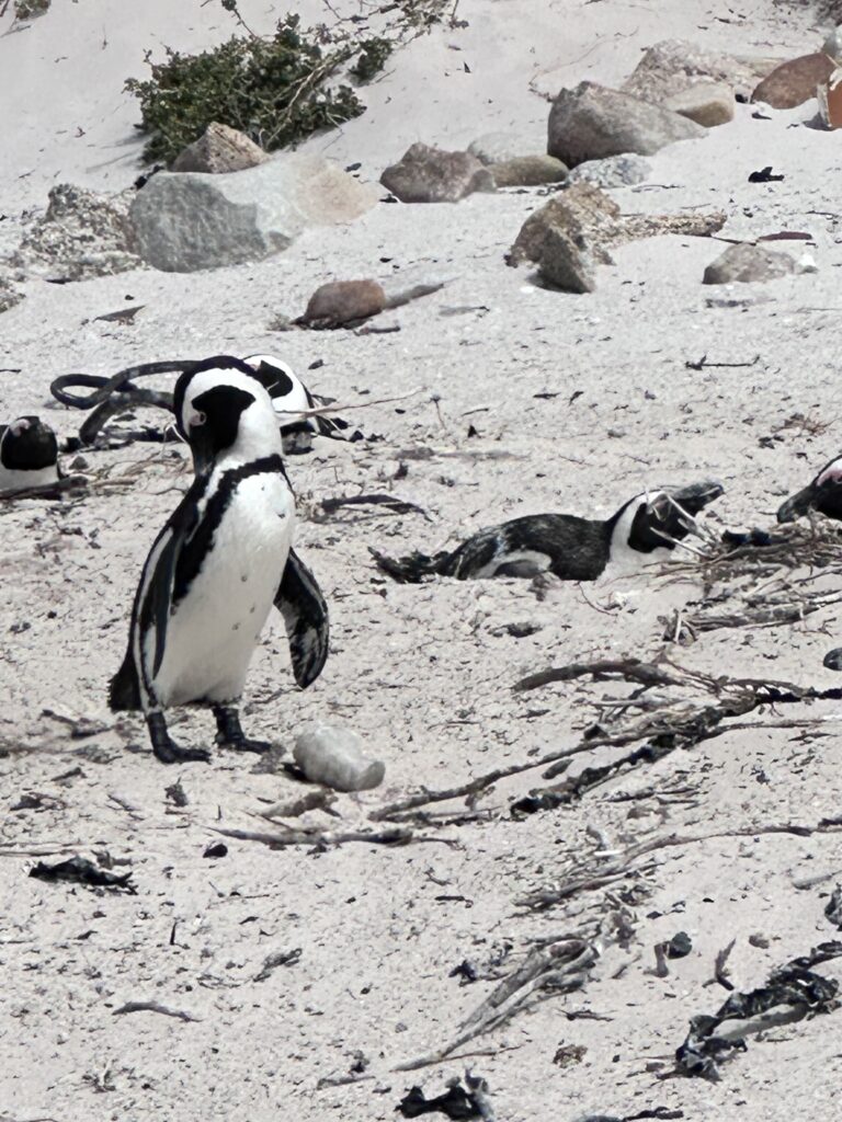 Die Pinguine von Simon’s Town – Afrikas ungewöhnlichste Strandbewohner